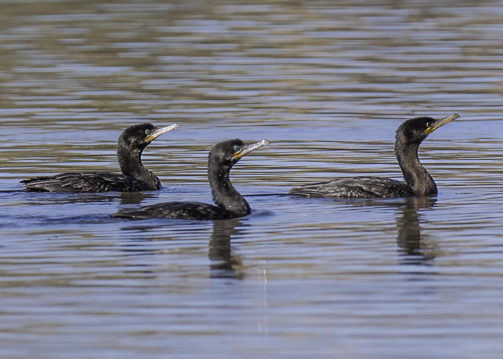 Double-crested Cormorant Photo by Mason Rose