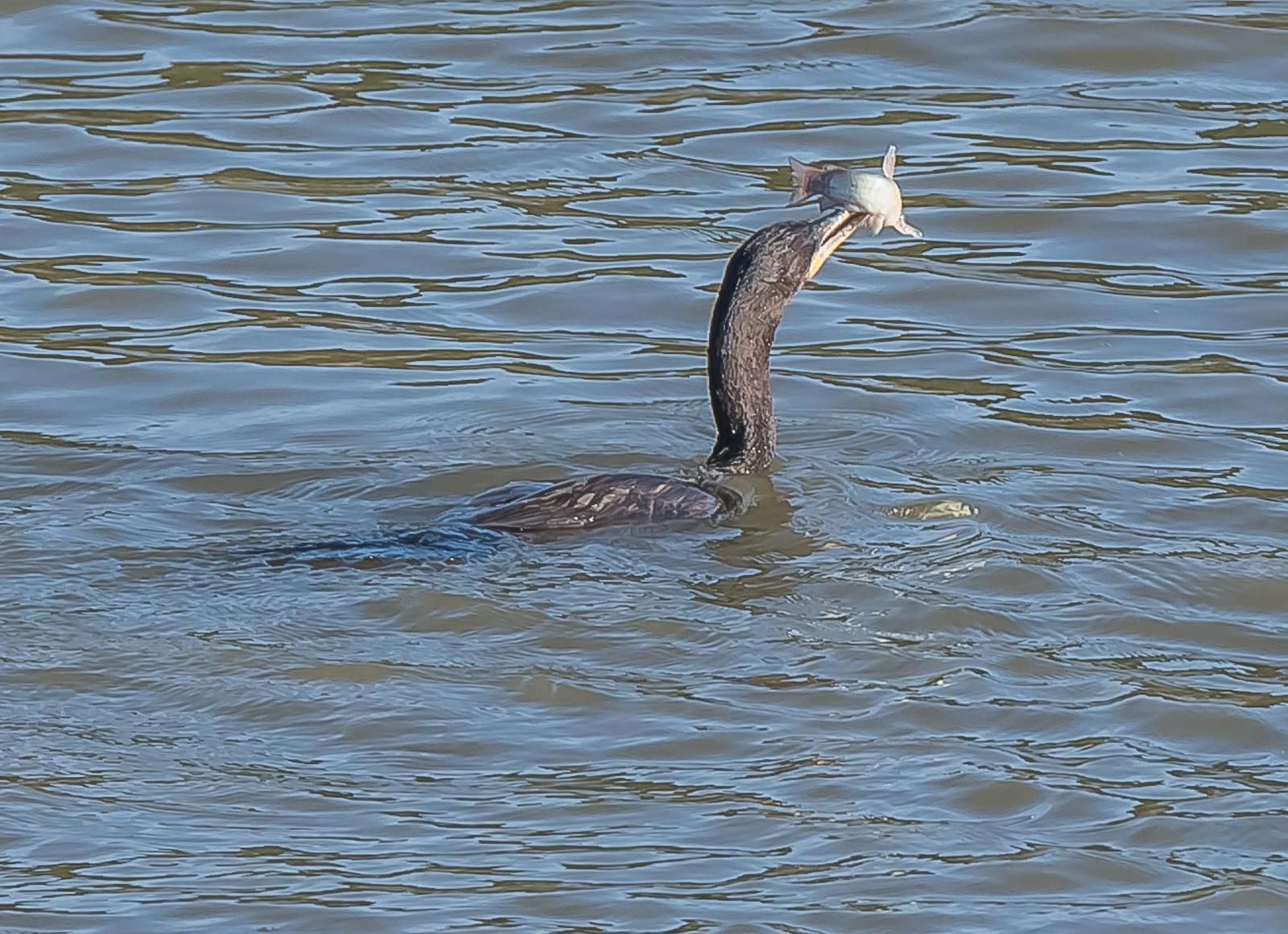 Double-crested Cormorant Photo by Wally Wenzel