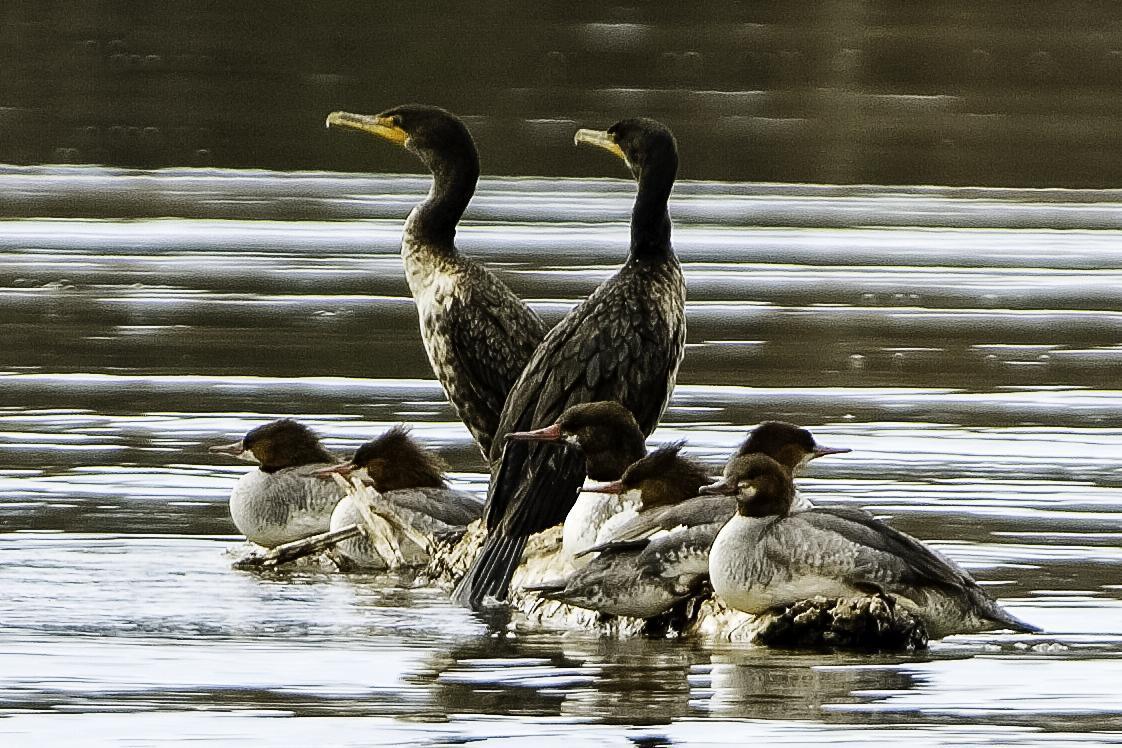 Double-crested Cormorant Photo by Mason Rose