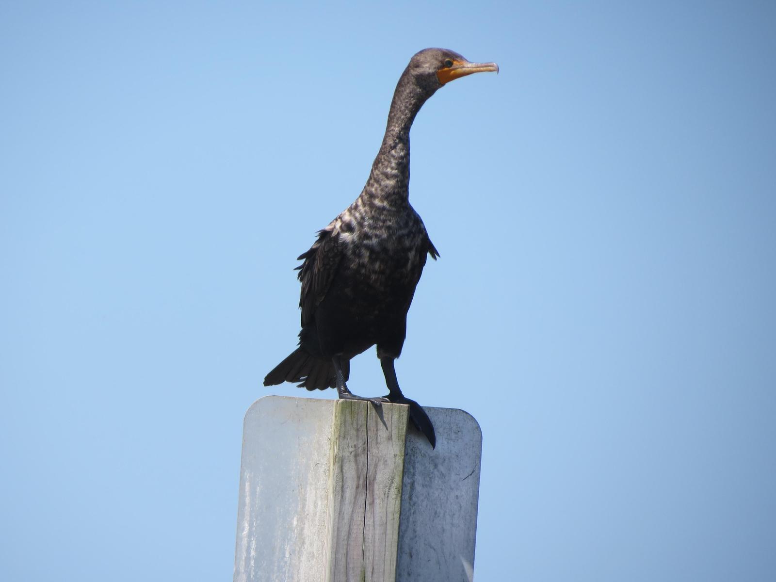 Double-crested Cormorant Photo by Nolan Keyes