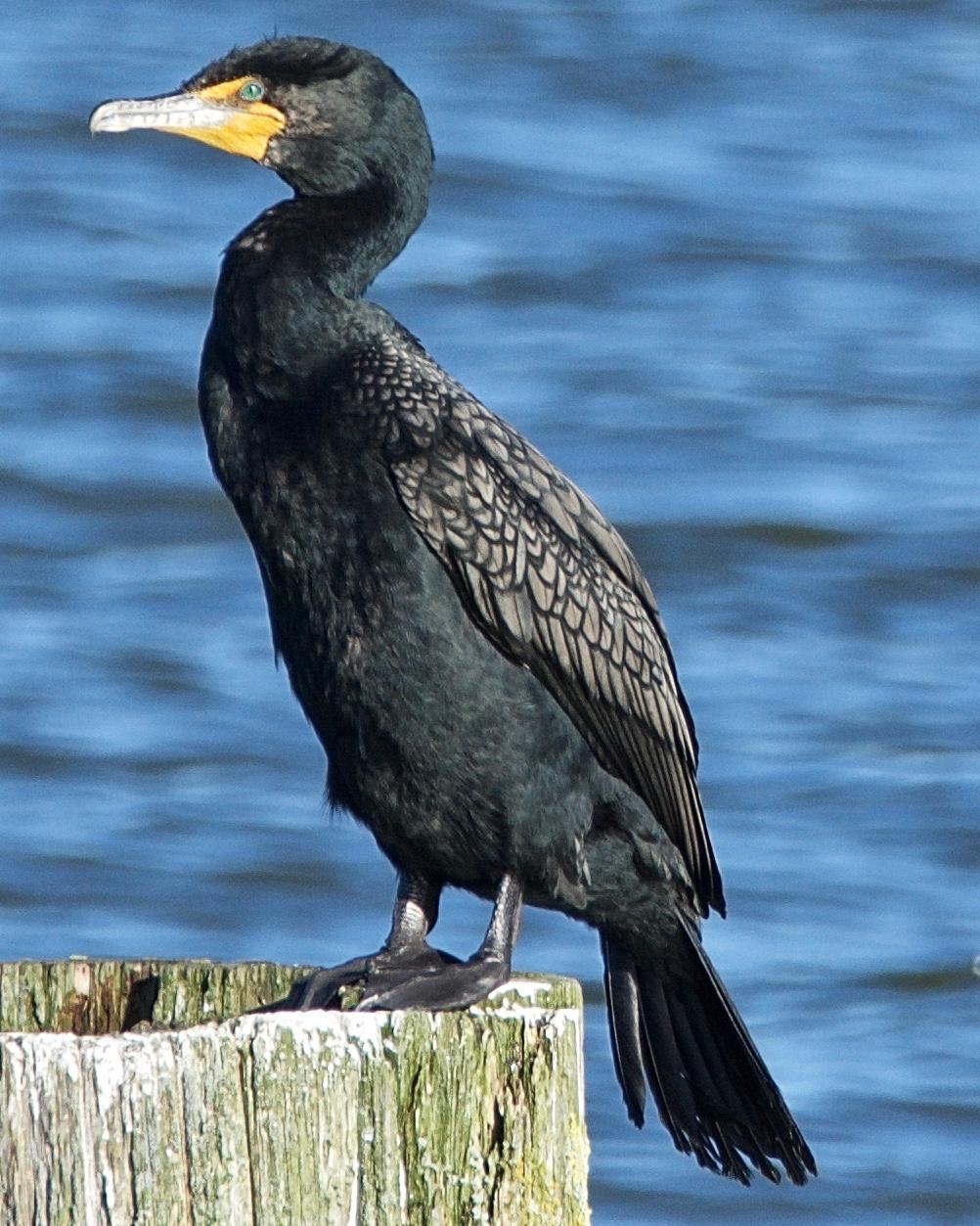 Double-crested Cormorant Photo by Brian Avent