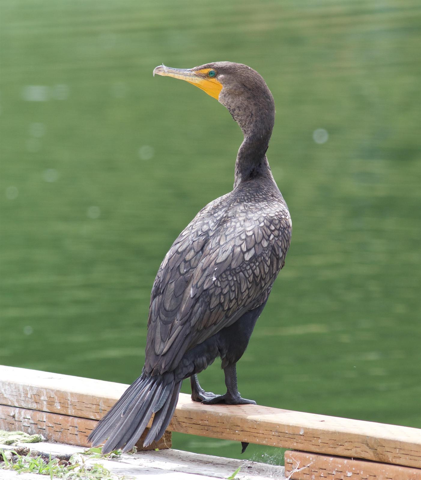 Double-crested Cormorant Photo by Kathryn Keith