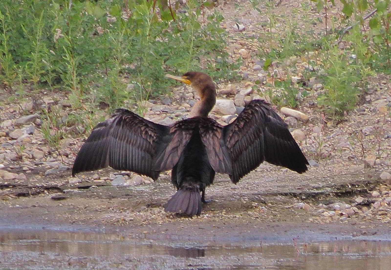 Double-crested Cormorant Photo by Kent Jensen