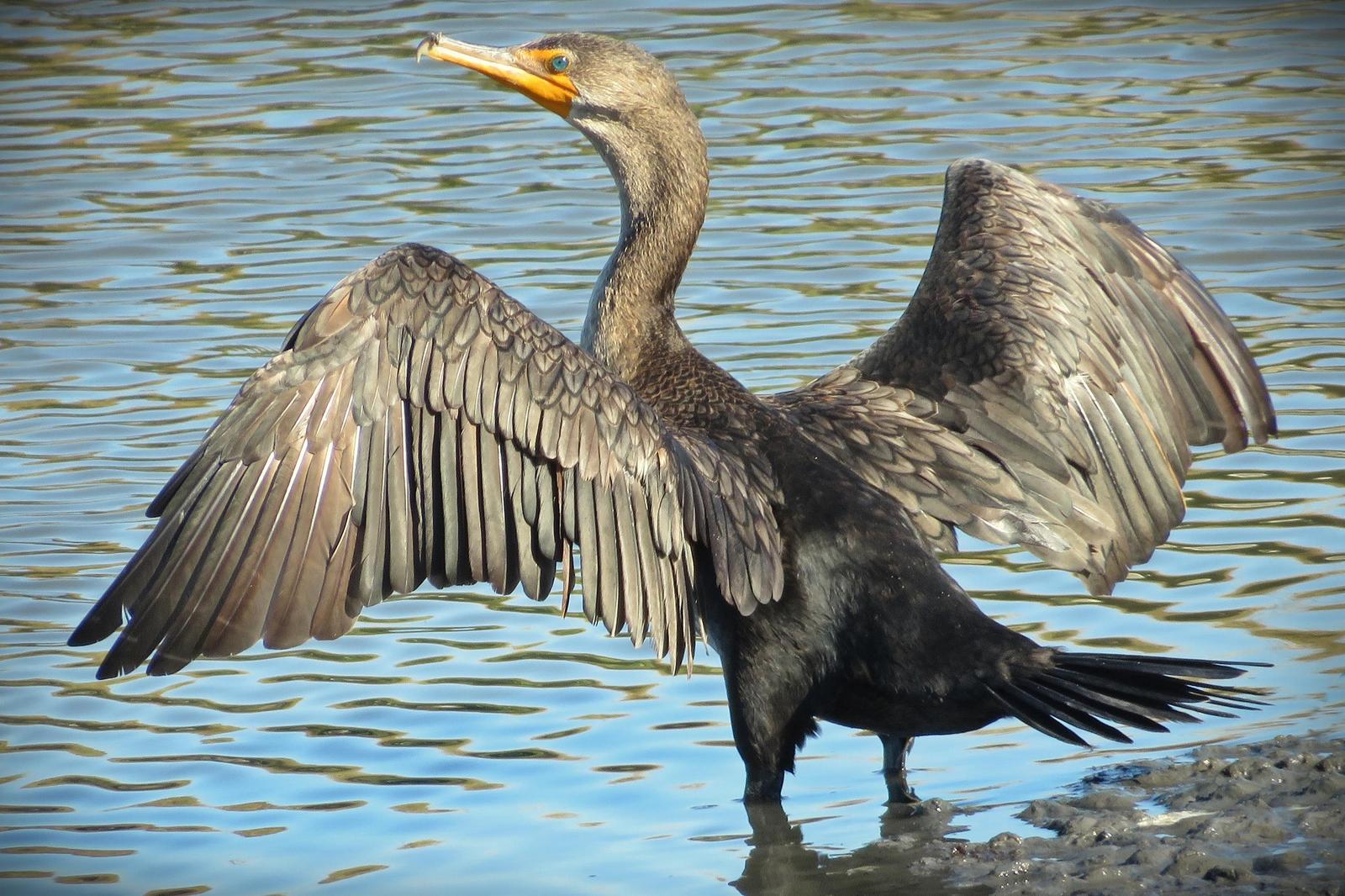 Double-crested Cormorant Photo by Bob Neugebauer