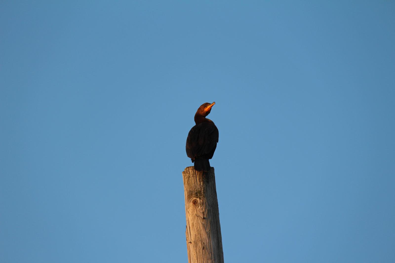 Double-crested Cormorant Photo by Roseanne CALECA
