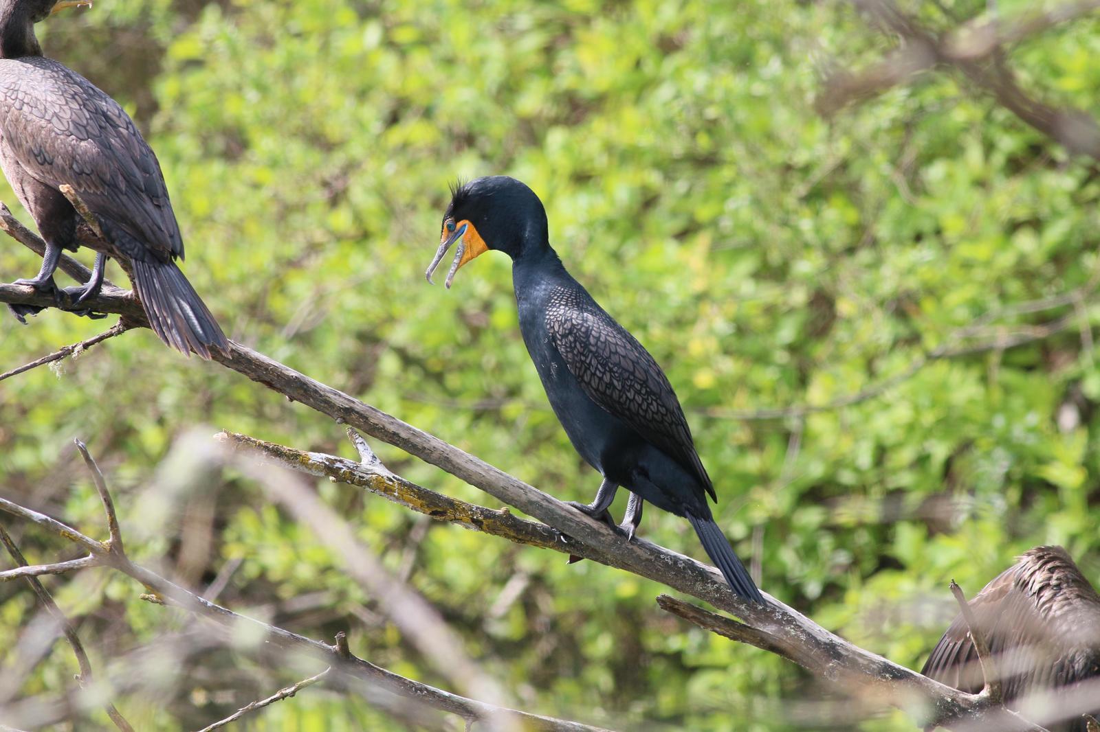 Double-crested Cormorant Photo by Skip Russell