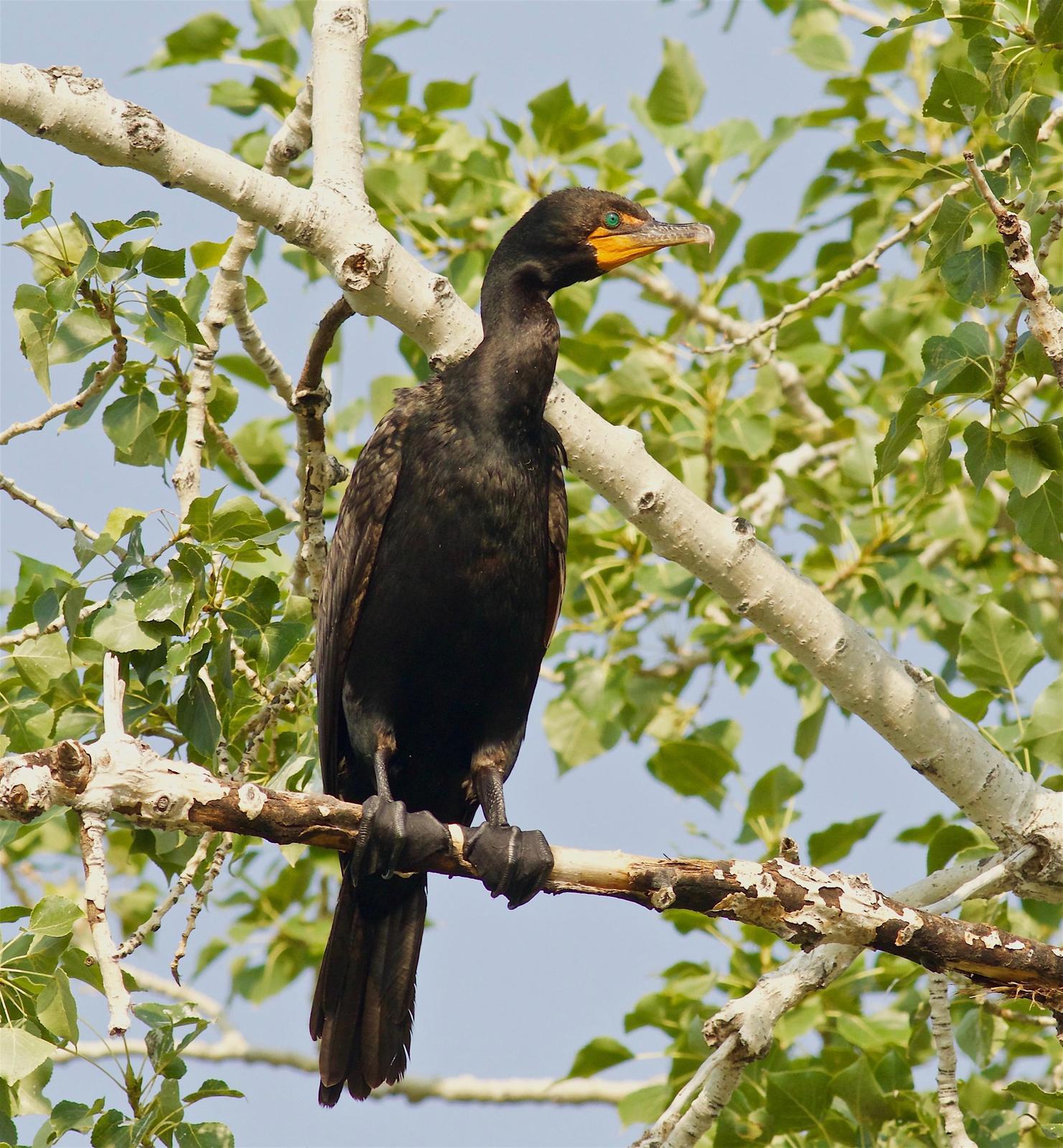 Double-crested Cormorant Photo by Kathryn Keith