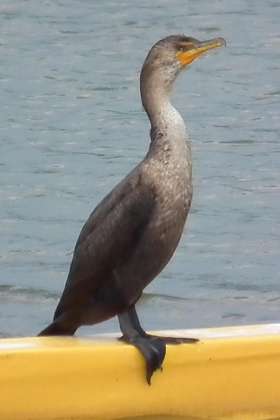 Double-crested Cormorant Photo by Enid Bachman