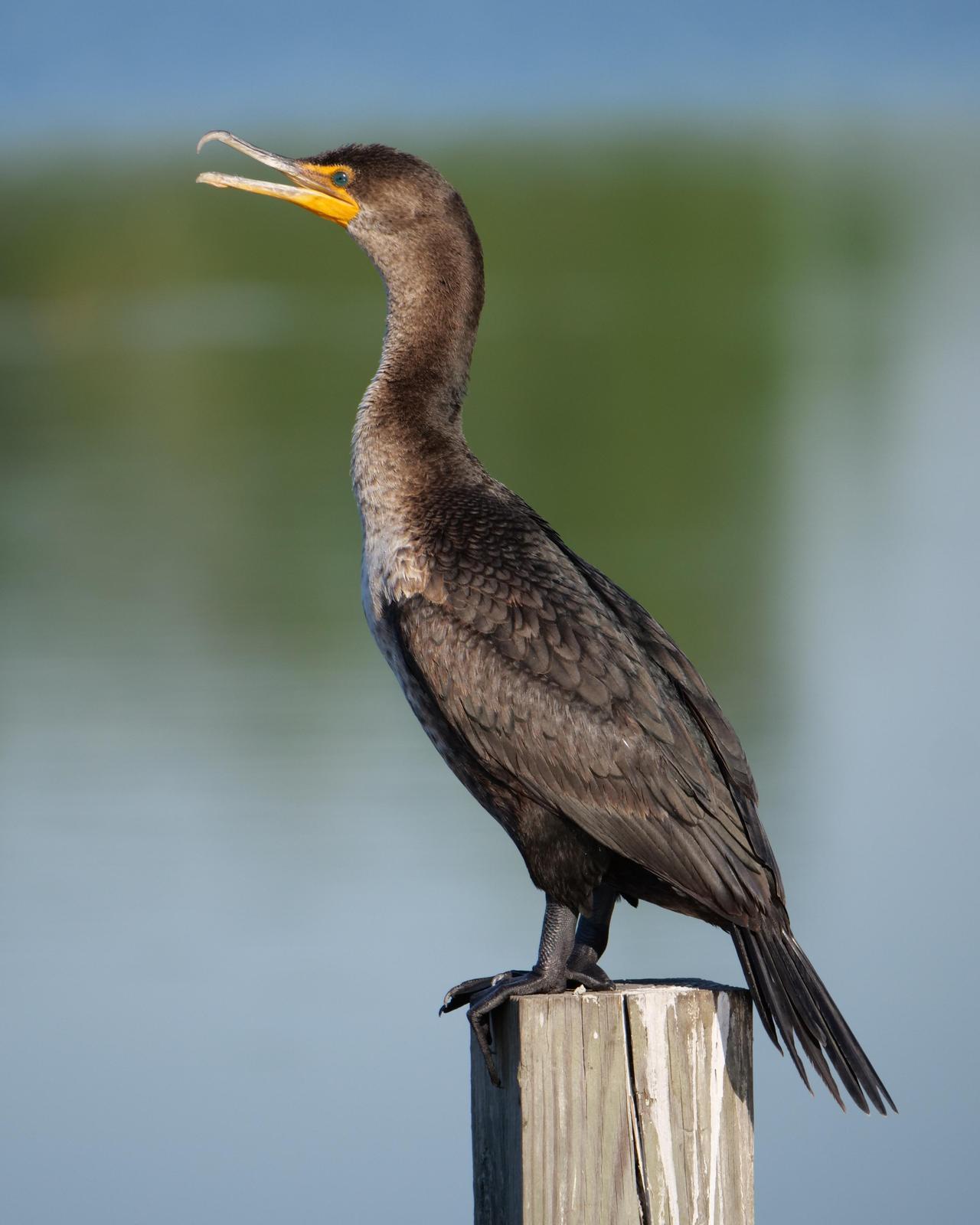 Double-crested Cormorant Photo by Steve Percival