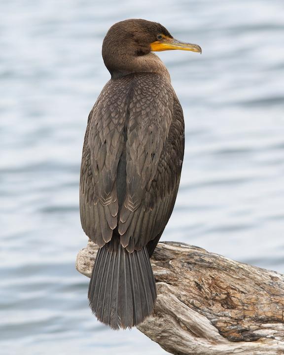 Double-crested Cormorant Photo by Denis Rivard