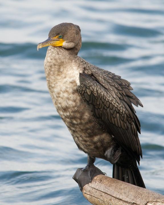 Double-crested Cormorant Photo by Denis Rivard