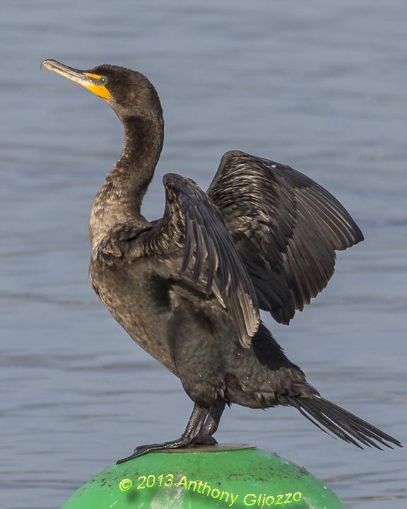 Double-crested Cormorant Photo by Anthony Gliozzo