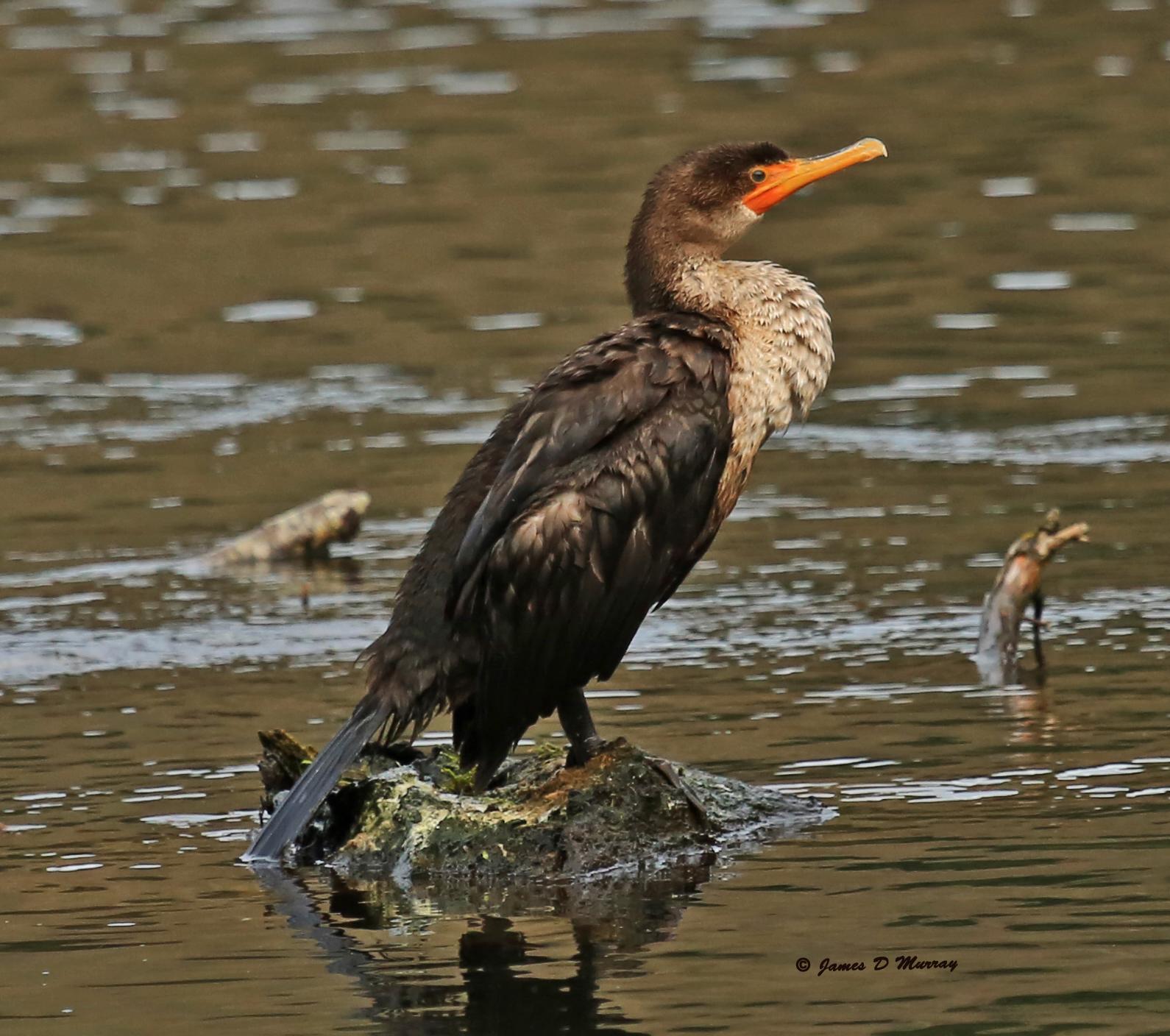 Double-crested Cormorant Photo by Jim  Murray