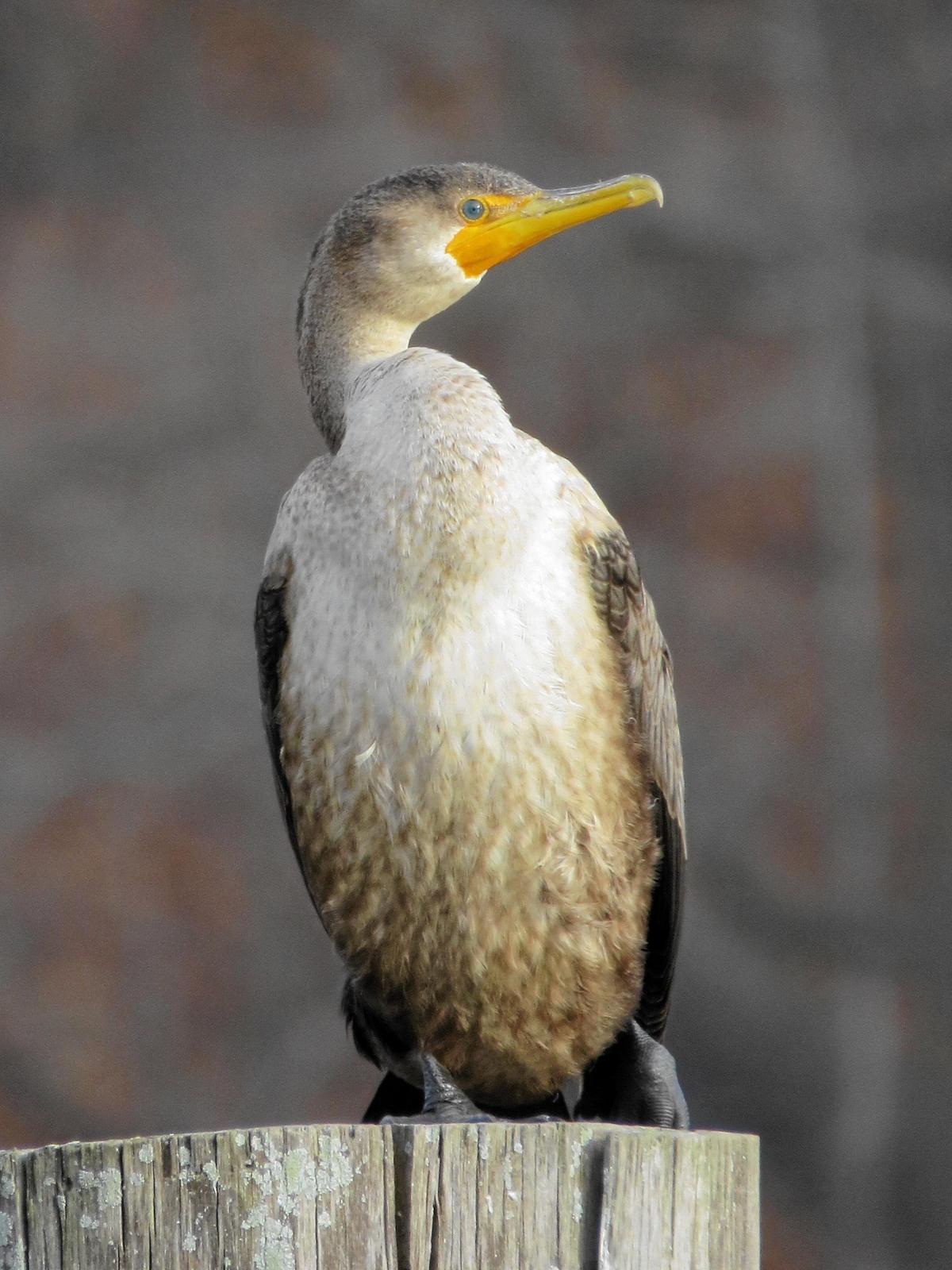 Double-crested Cormorant Photo by Kathy Wooding
