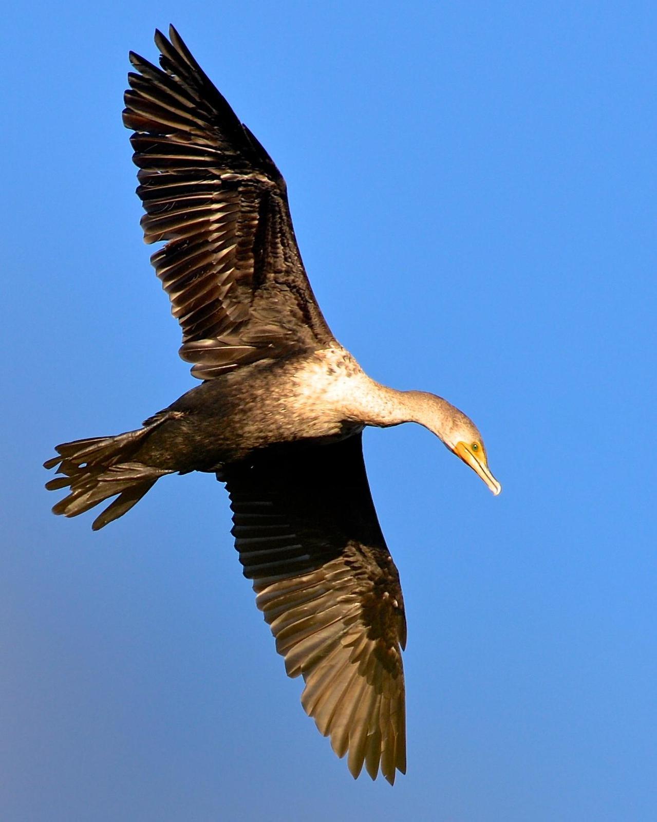 Double-crested Cormorant Photo by Gerald Friesen