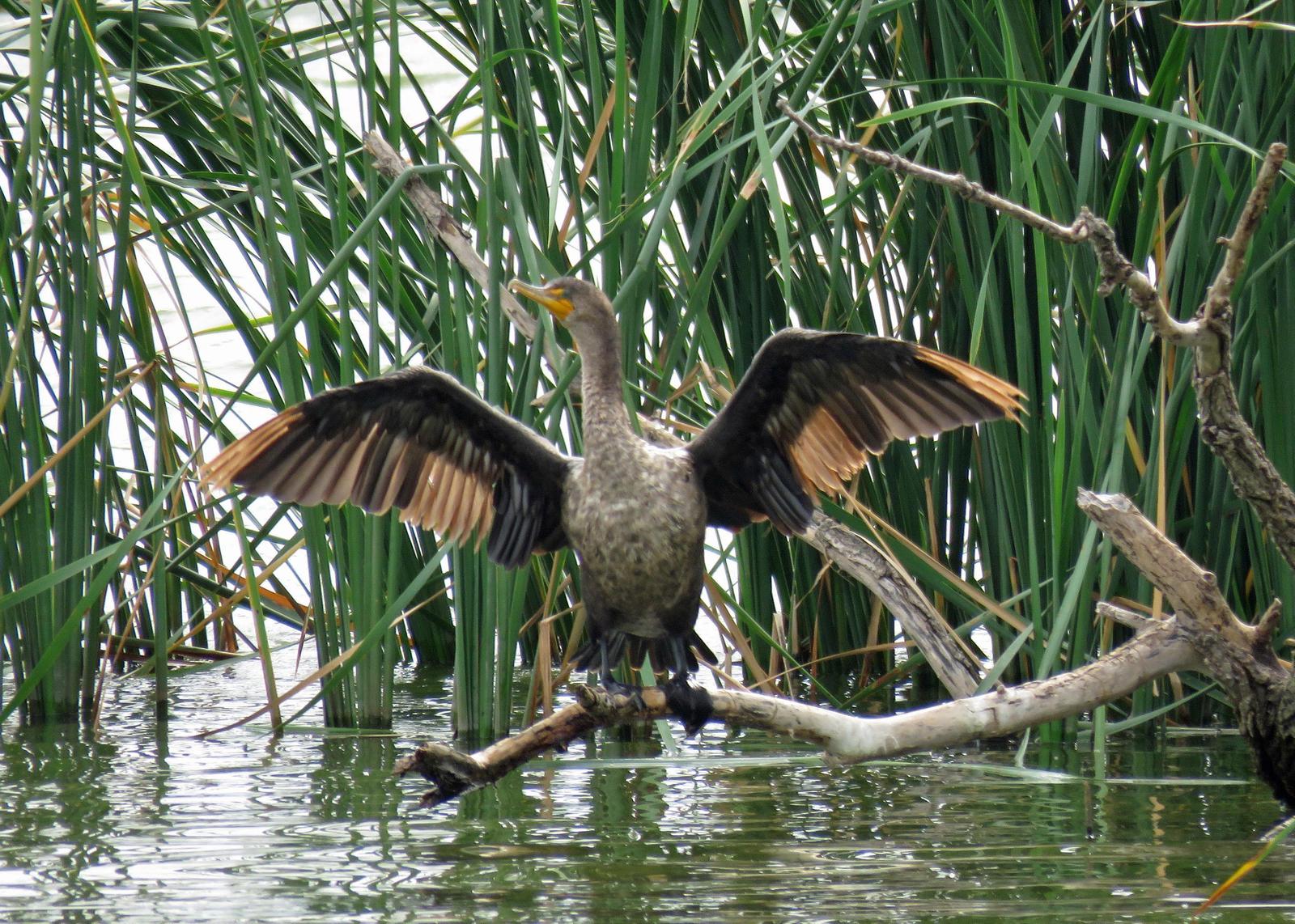 Double-crested Cormorant Photo by Kelly Preheim