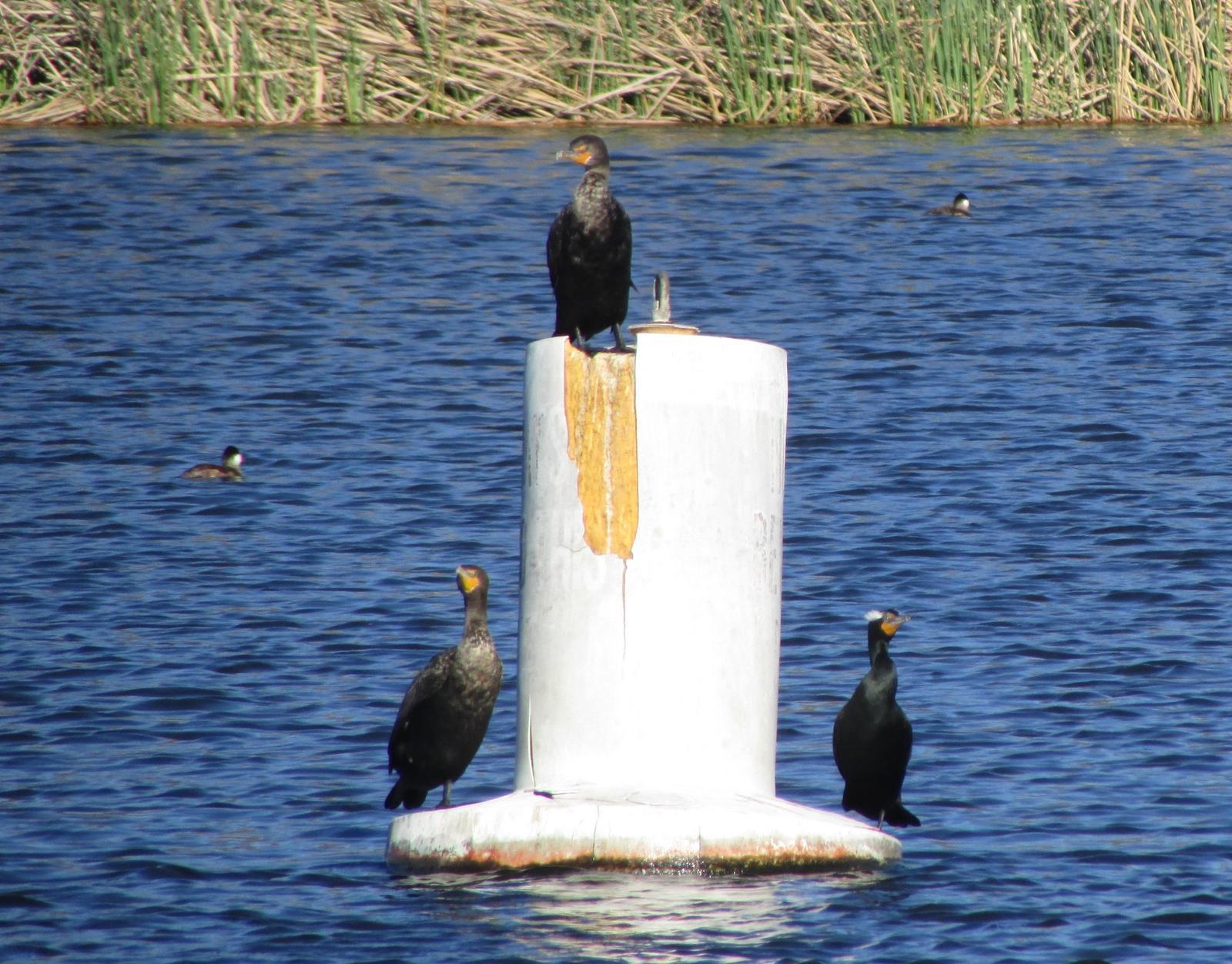 Double-crested Cormorant Photo by Lucille Lynch