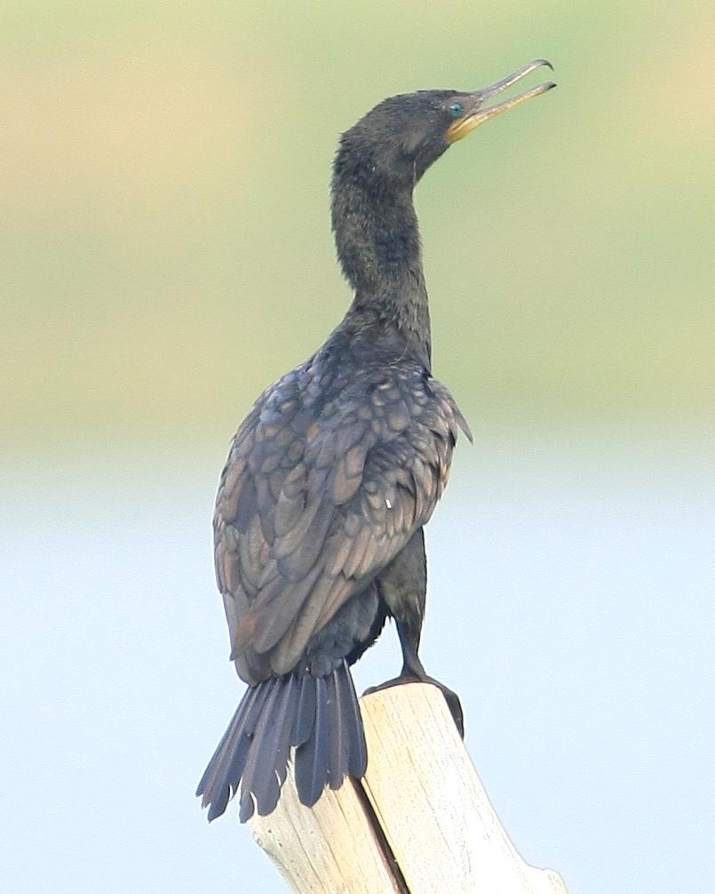 Indian Cormorant Photo by Monte Taylor