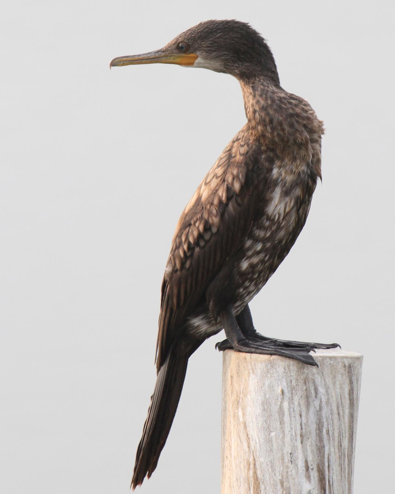 Indian Cormorant Photo by Monte Taylor