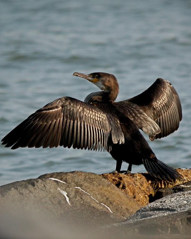 Great Cormorant Photo by Sean Fitzgerald