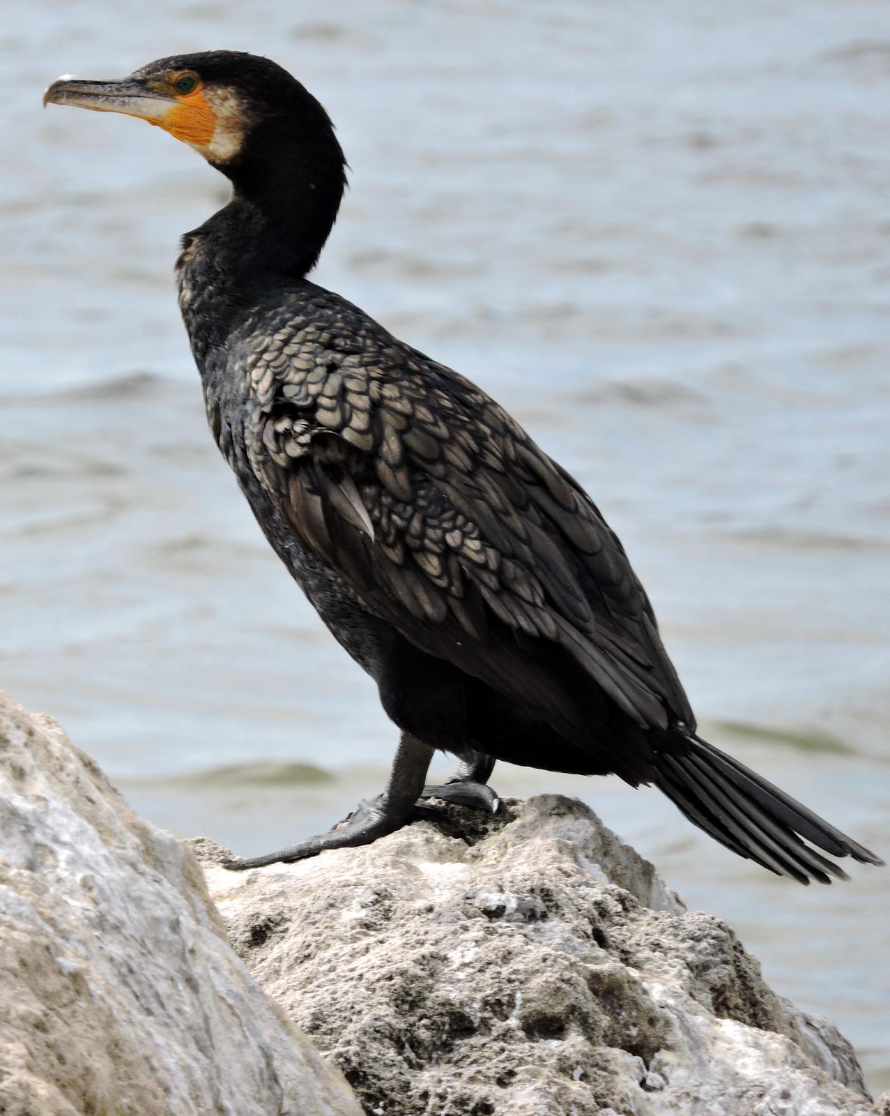 Great Cormorant Photo by Peter Lowe