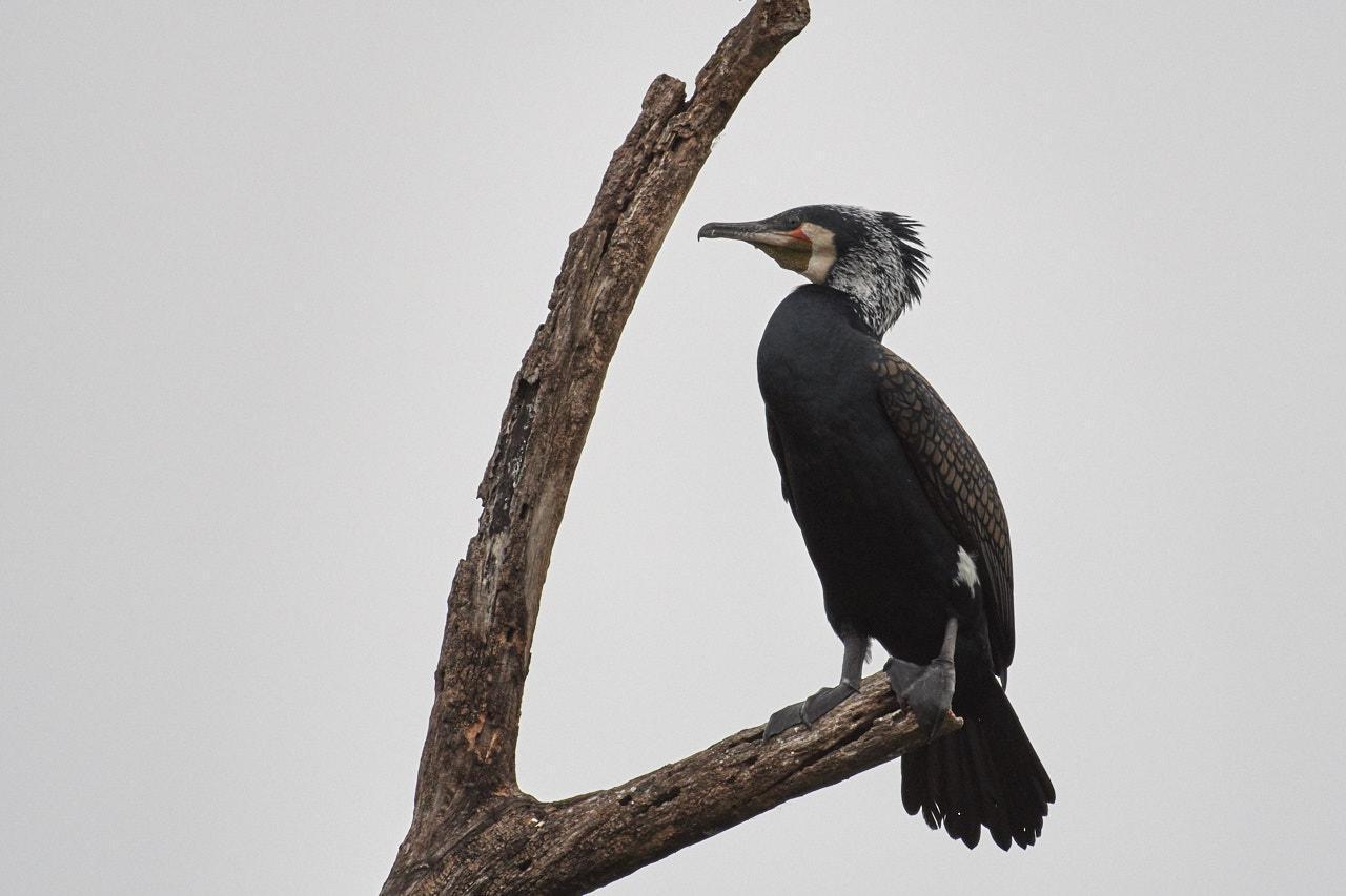 Great Cormorant Photo by Simepreet Cheema