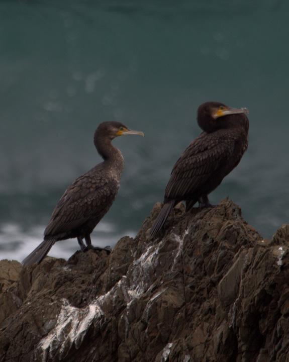 Great Cormorant Photo by Mat Gilfedder
