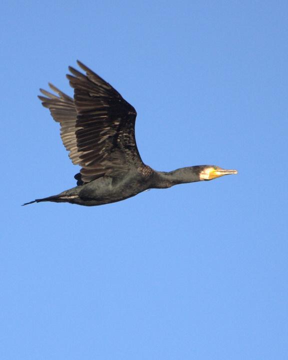 Great Cormorant Photo by Mat Gilfedder