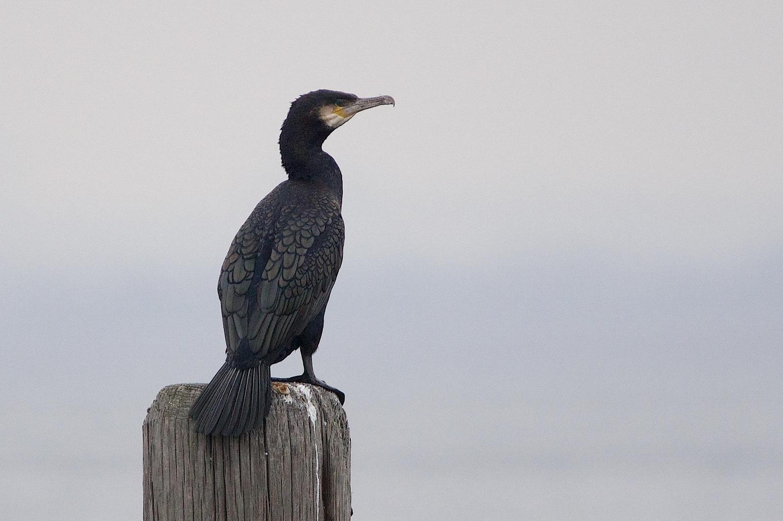 Great Cormorant Photo by Gerald Hoekstra