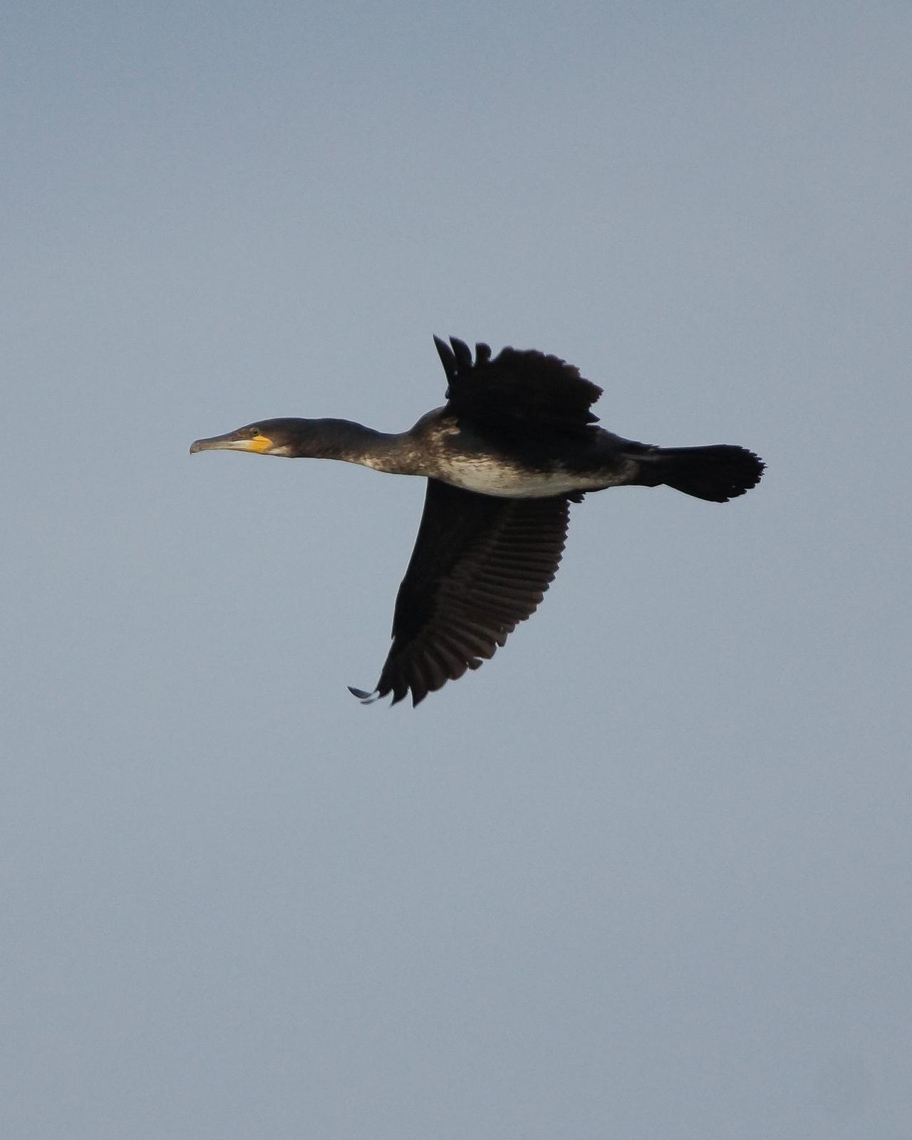 Great Cormorant Photo by Steve Percival