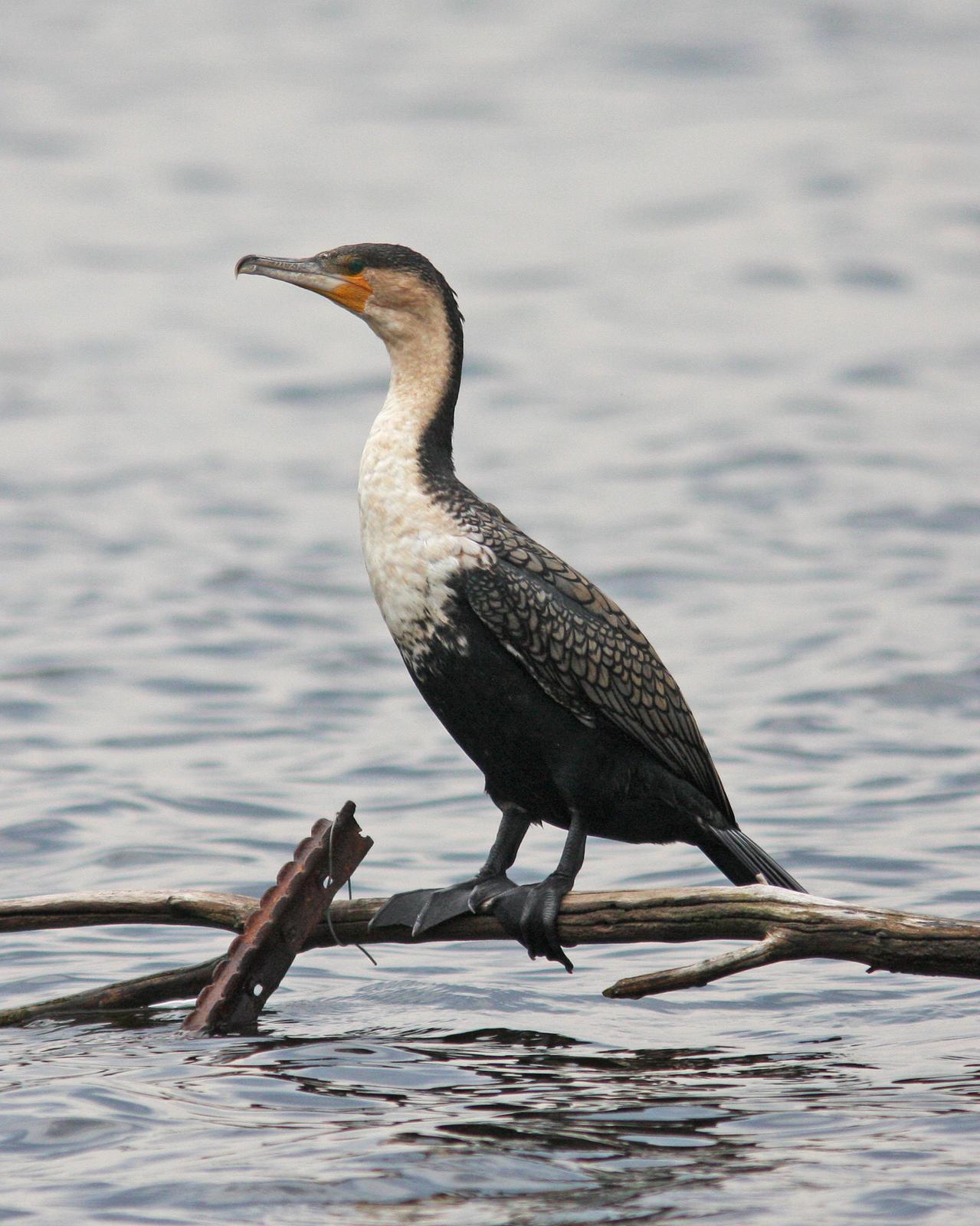 Great Cormorant (White-breasted) Photo by Henk Baptist