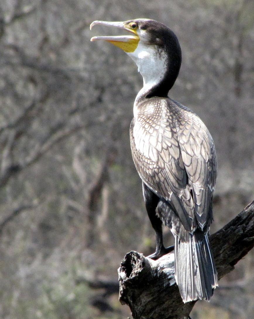 Great Cormorant (White-breasted) Photo by Richard  Lowe