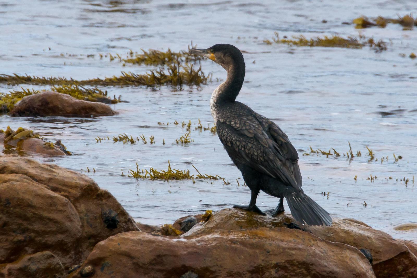 Great Cormorant (White-breasted) Photo by Gerald Hoekstra
