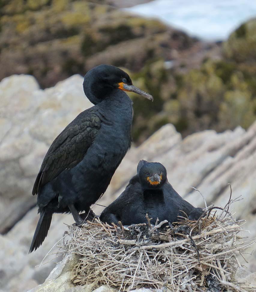 Cape Cormorant Photo by Peter Boesman