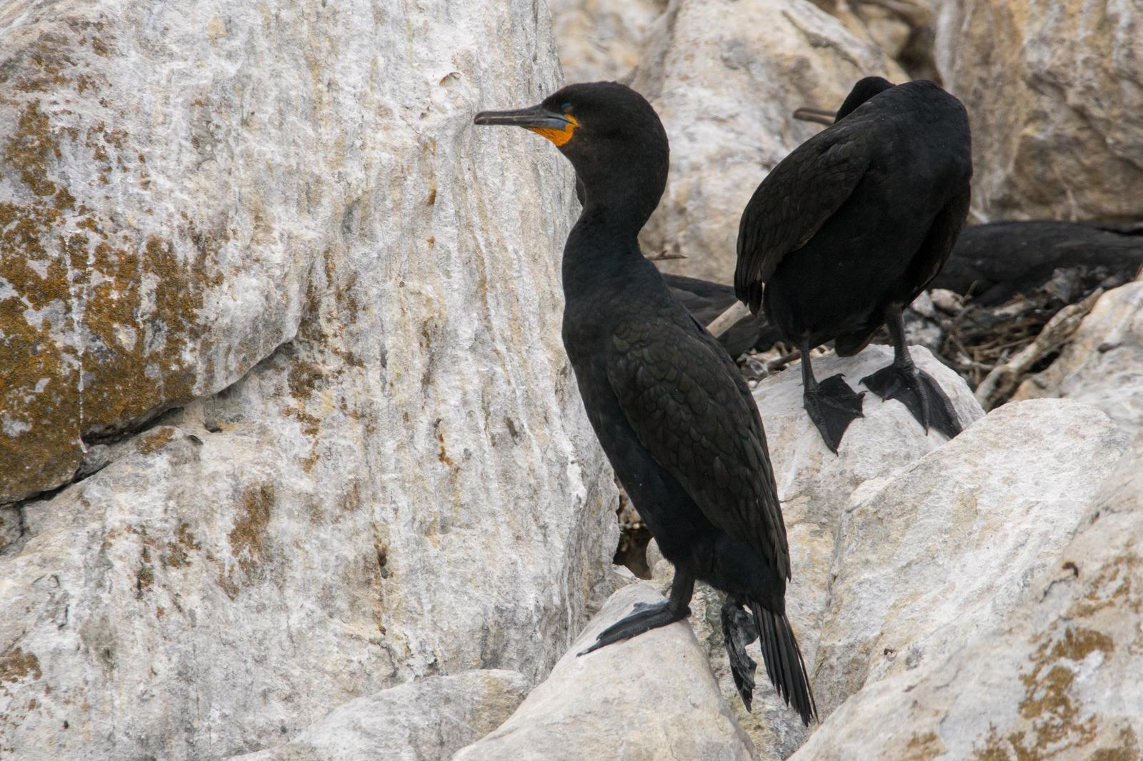 Cape Cormorant Photo by Gerald Hoekstra