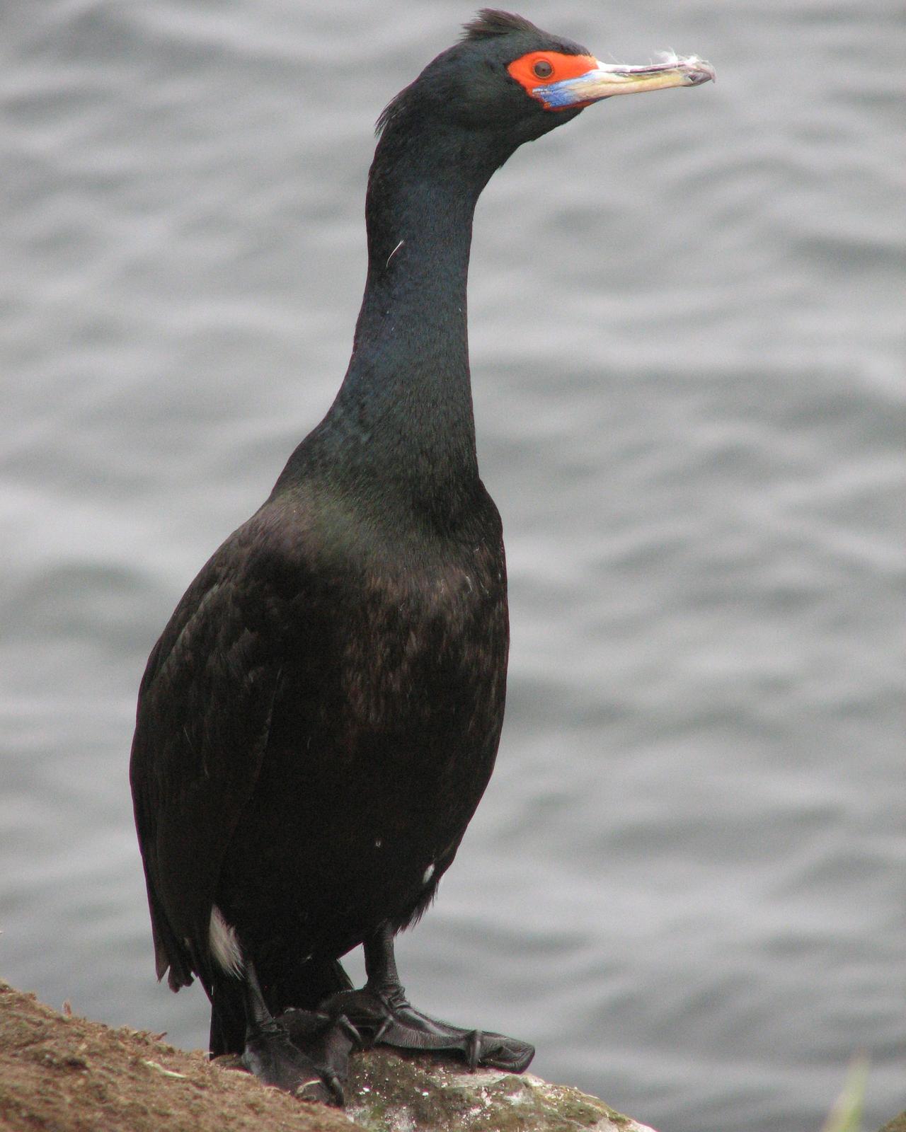 Red-faced Cormorant Photo by Kent Fiala