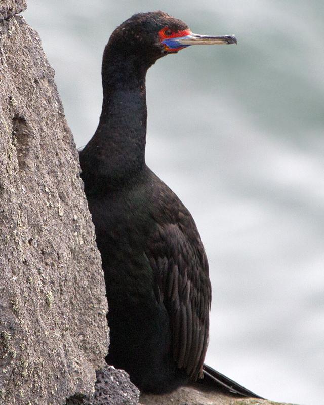 Red-faced Cormorant Photo by Ashley Bradford