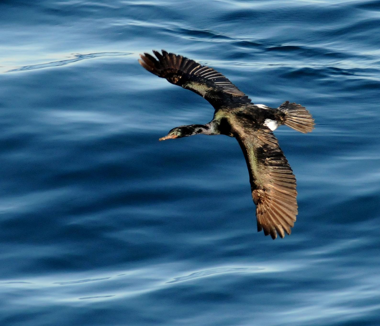 Pelagic Cormorant Photo by Steven Mlodinow