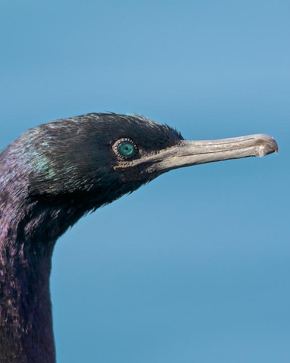 Pelagic Cormorant Photo by Denis Rivard