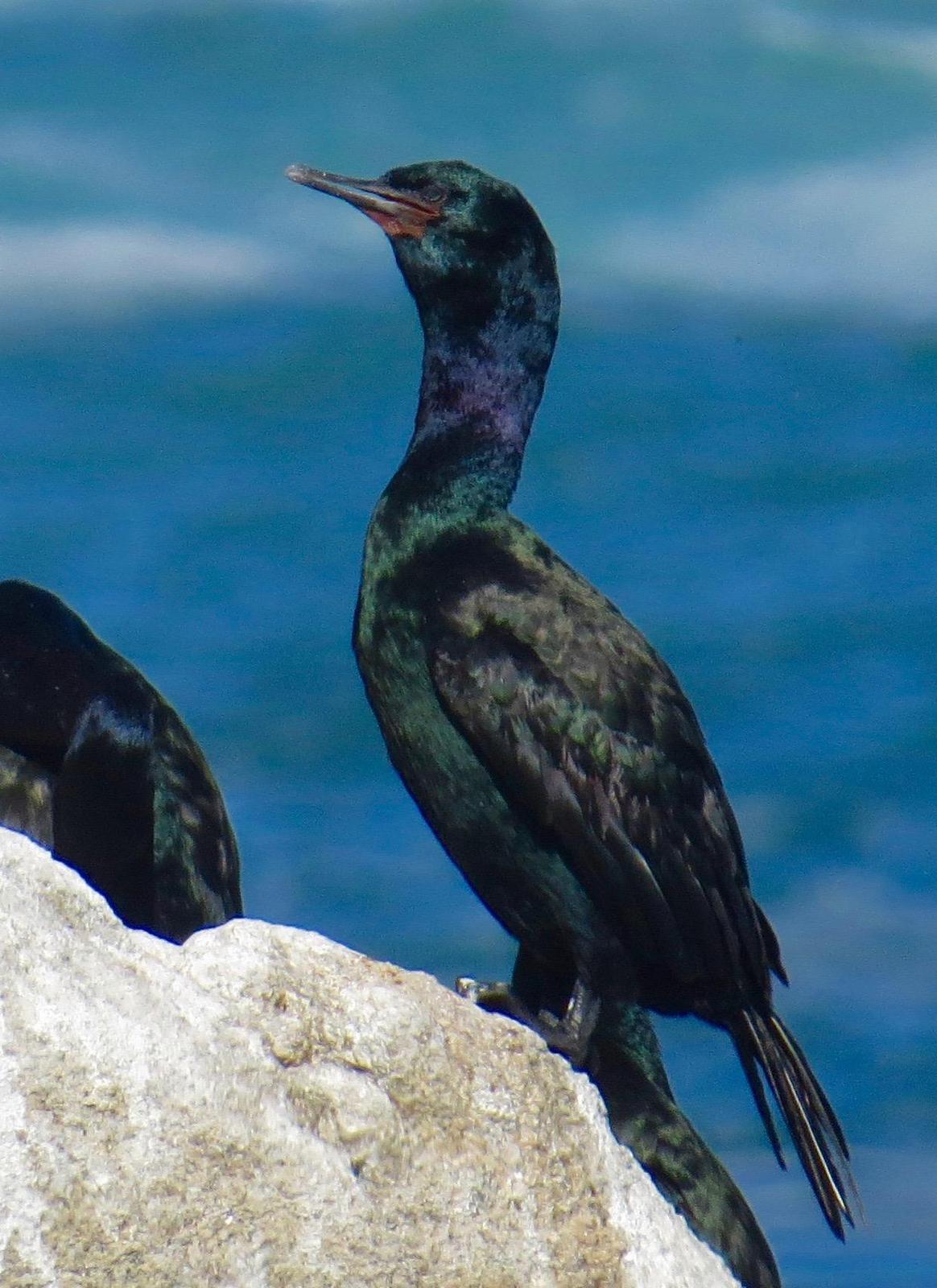 Pelagic Cormorant Photo by Don Glasco