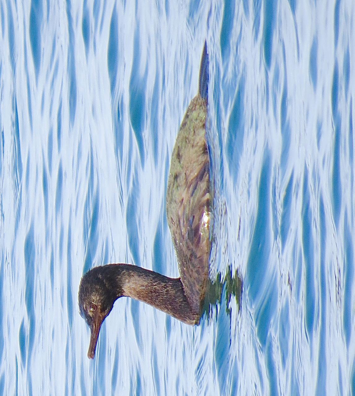 Pelagic Cormorant Photo by Brian Avent
