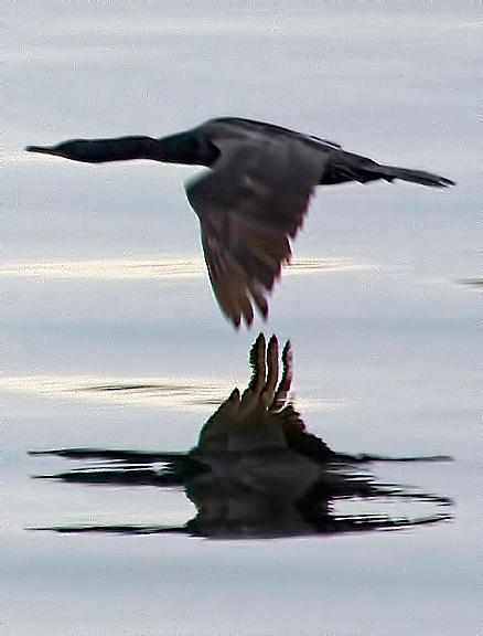 Pelagic Cormorant Photo by Dan Tallman