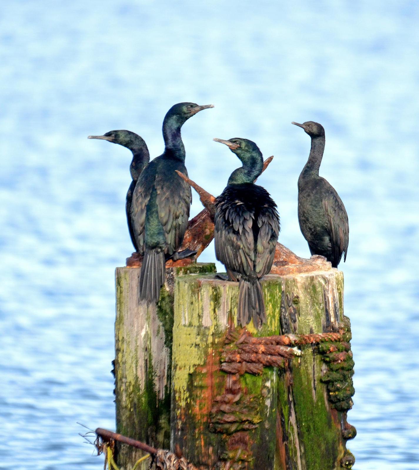 Pelagic Cormorant Photo by Steven Mlodinow