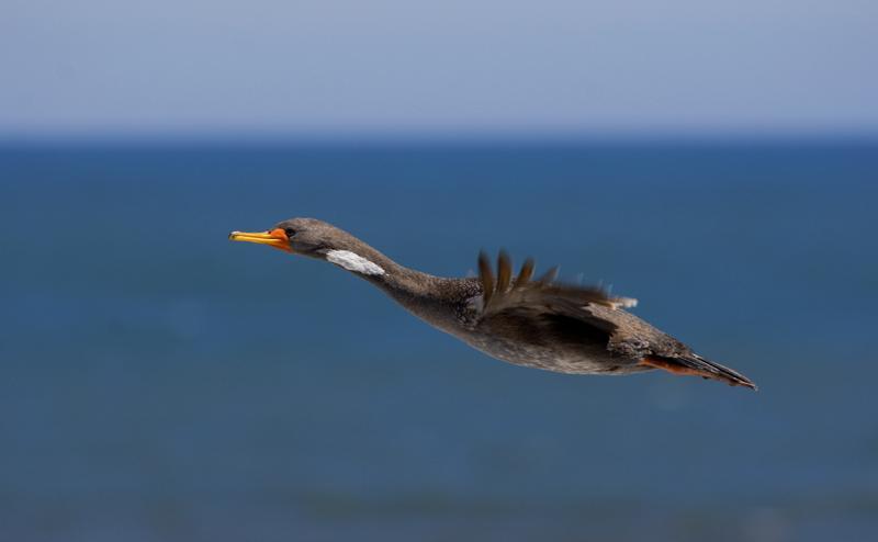 Red-legged Cormorant Photo by Ignacio Azocar