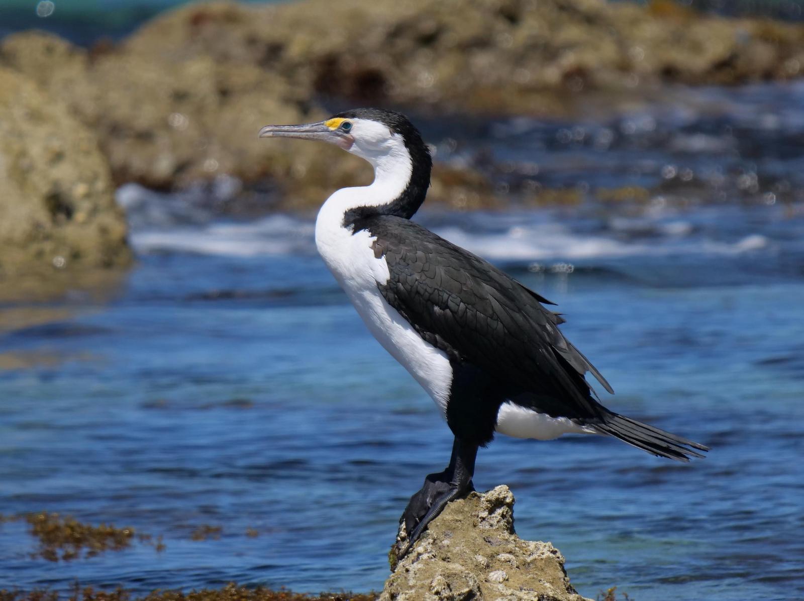 Pied Cormorant Photo by Peter Lowe