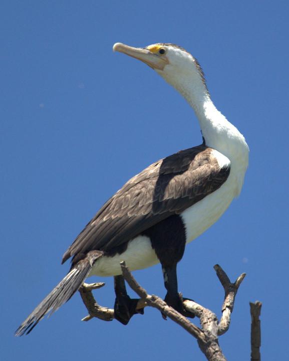 Pied Cormorant Photo by Mat Gilfedder