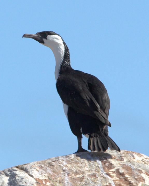 Black-faced Cormorant Photo by Mat Gilfedder
