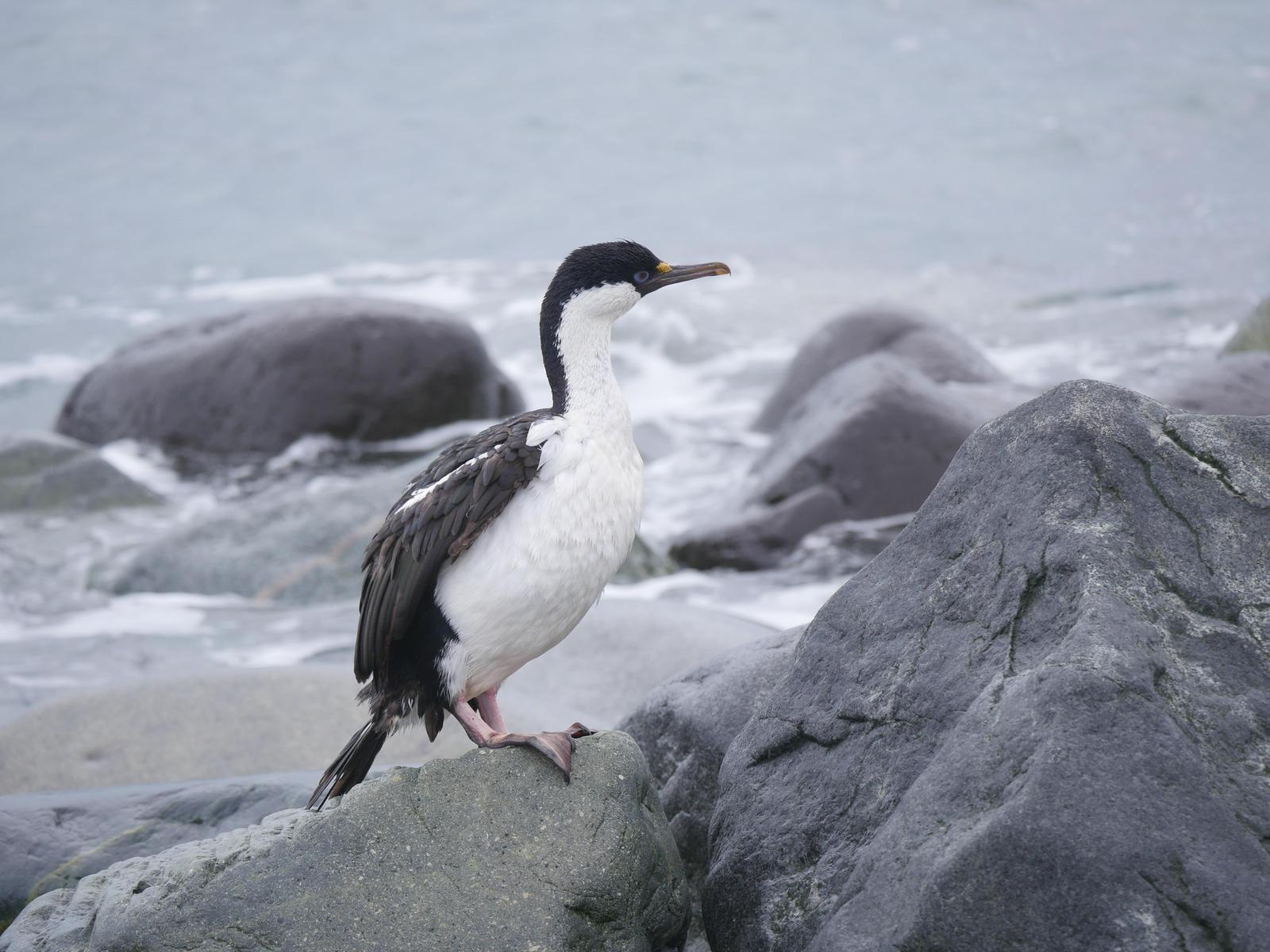Antarctic Shag Photo by Peter Lowe