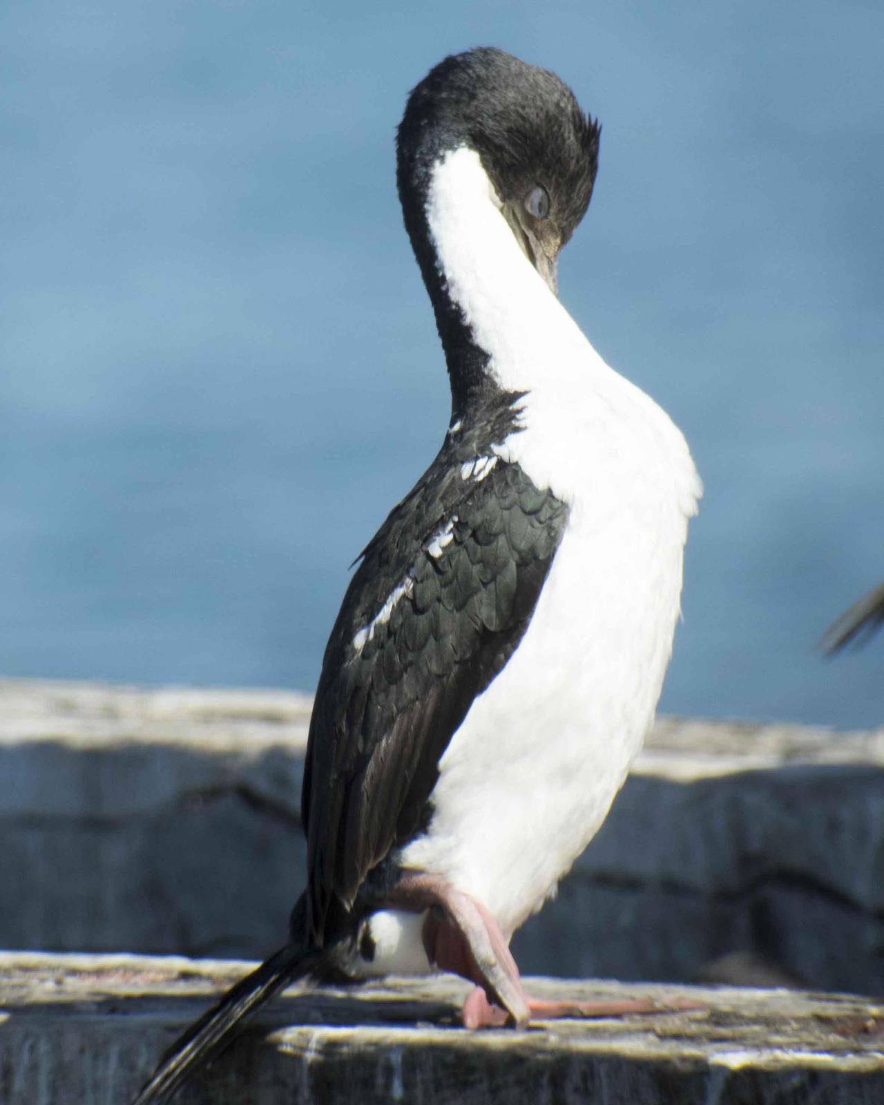 Imperial Cormorant Photo by Bob Hasenick