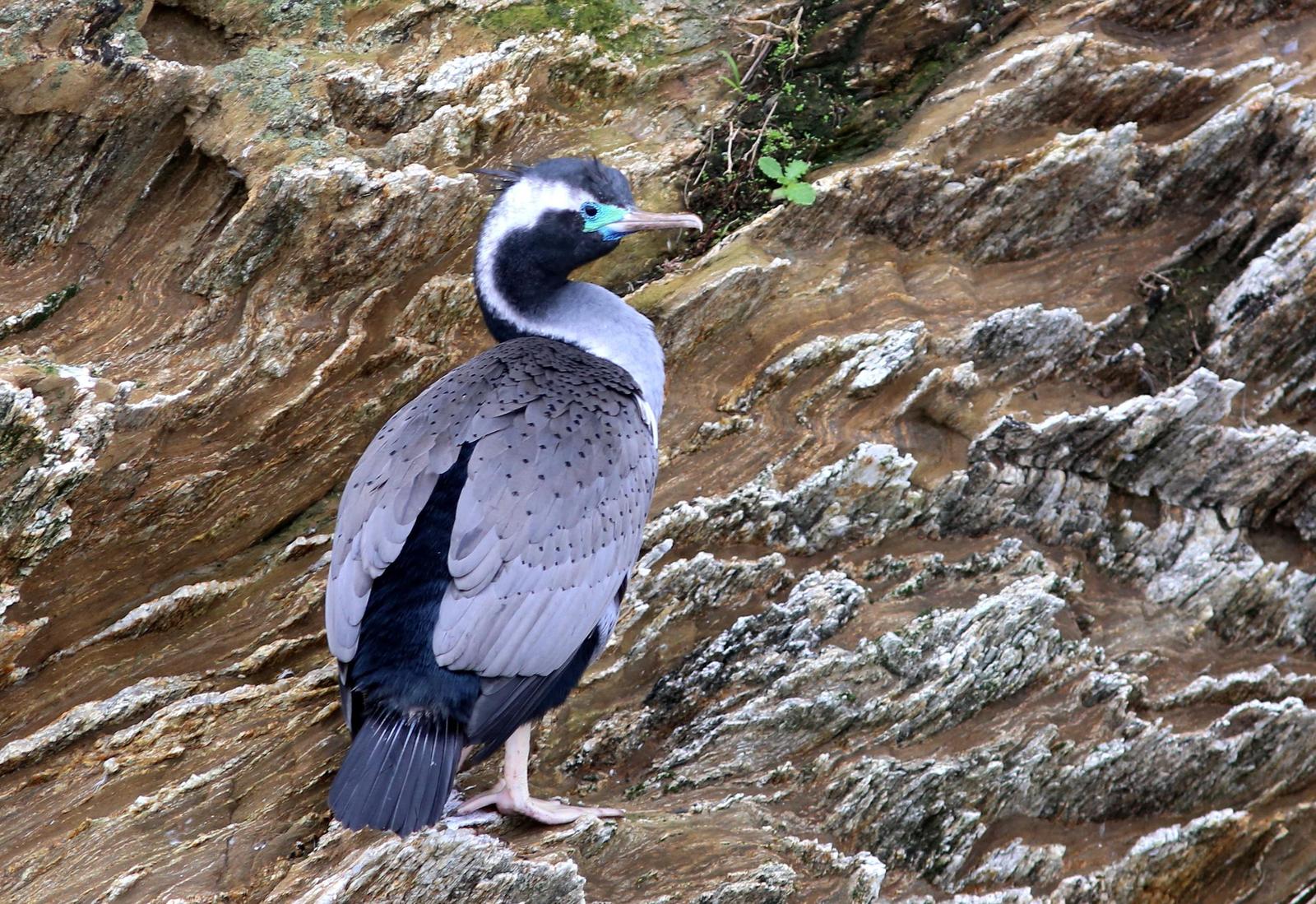 Spotted Shag Photo by Rohan van Twest